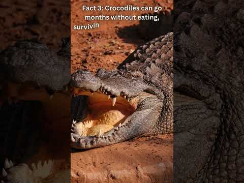 4 Facts That You Never knew About Crocodiles!||  #facts #viral #education #trending