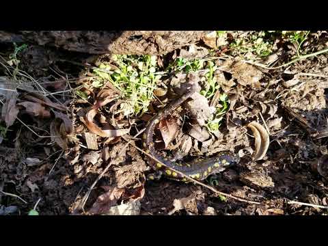 Spotted Salamander on the Move