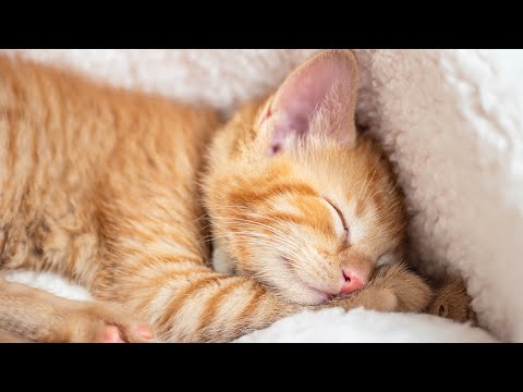 Music to Calm Your Cat ♬ Relaxing Cat Music Mix ♬ Relaxation and Sleep Music