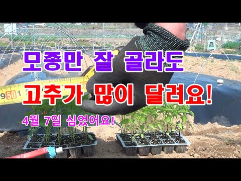 [24년 텃밭 고추 5부]많이 달리는 이유있는 고추 심는 시기와 심는 방법