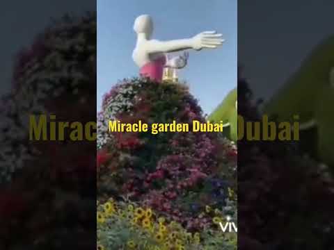 Dubai Miracle garden #Dubai #viralvideo #shortvideo @organic home