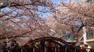 【昌原（韓国）】 余佐川（ロマンス橋）の風景