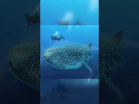 4 Largest Sea Animals in the World #shorts