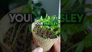 Imagine Growing Your Very Own Parsley to Enjoy