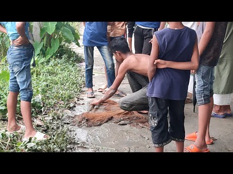 বন্যার জলে বাচ্চাদের মাছ ধরা | cast net fishing video