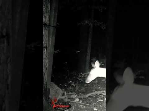 Deer learns lesson the hard way! | N1 Outdoors #whitetail #trailcam #trailcamvideos #hunting