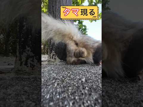 『男のシンボル』をご覧あれ😯 #shorts #猫 #cat