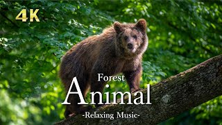 4K 森に住む野生動物【リラックス音楽】大自然の絶景＆ドローン映像｜Forest animal