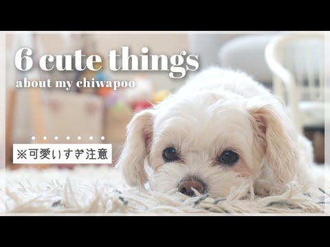 わが家のチワプー🐶｜可愛い仕草＆行動６つ＋おまけ集【ミックス犬の魅力】