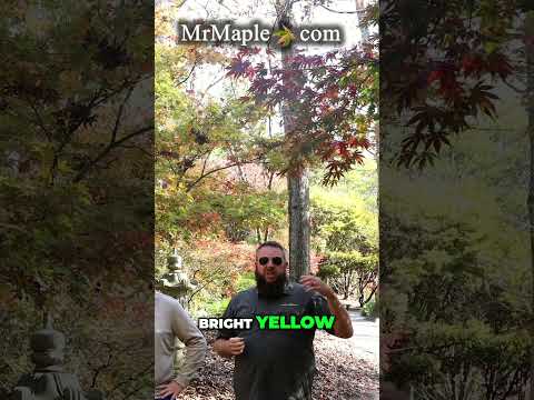 Dynamic Autumn Foliage | Mastering Tree Color Contrast