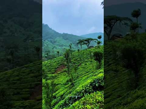 Vagamon 📍 idukki #explorepage #vagamon #idukki #naturephotography #kerala #tourism #wayanad #shorts