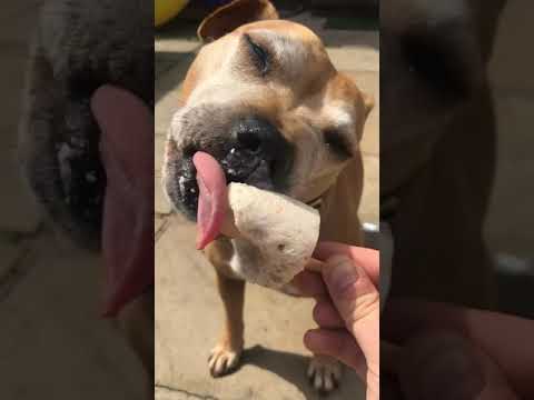 Staffy Enjoying Ice Cream In The Sun