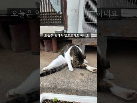 시골고양이 / 고양이와 친해지기 / wild cat in countryside #shorts