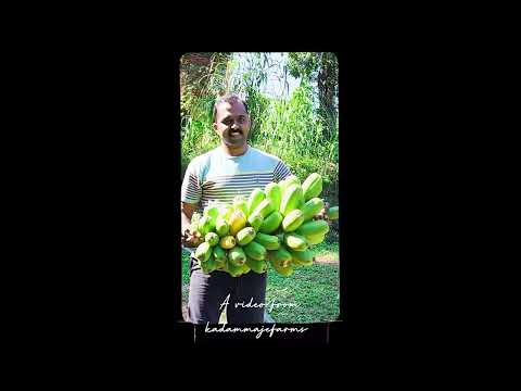 ಪೋಪುಲು ಬಾಳೆಯ ಚಿಪ್ಸ್ | Popoulu Banana Plant | Rare Variety Banana |  #rareplants