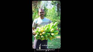 ಪೋಪುಲು ಬಾಳೆಯ ಚಿಪ್ಸ್ | Popoulu Banana Plant | Rare Variety Banana |  #rareplants