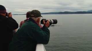 Unusual Whale Behavior in Alaska