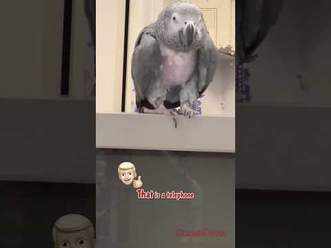 Einstein and Jeff practiced words and sounds. #africangreyparrot #takingparrot #shorts