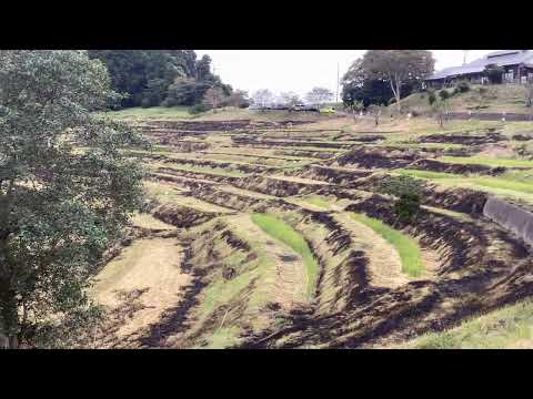 千葉県鴨川市 秋の雨降る中の大山千枚田（oyama senmaida）  2023.10