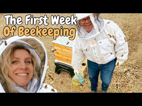 The First Week Of Beekeeping! Delivery, Installation, Hive Checks + FAQ's!