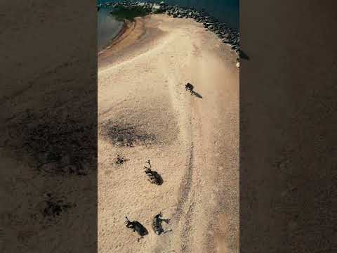 Reindeer sunbathing in northern Finland. #shorts