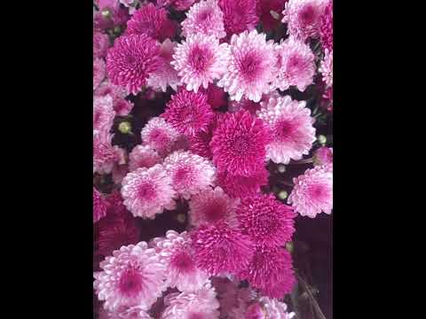 Fresh Flowers Stargazer Flowershop