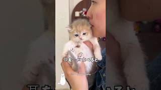 かわいいネコの赤ちゃんを一口