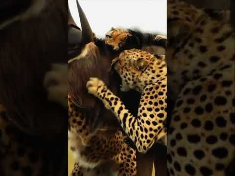 Giant Gazelle And Three Cheetahs Fight/Animal Attack Video 2022/Animals Fight To Death/#Shorts