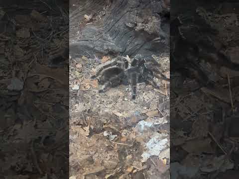 Lasiodora parahybana - Brazilian salmon pink tarantula #spider #rainforest #sweden #nature