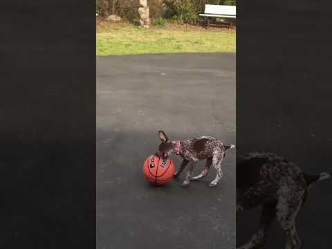 Loves To Play — who cares if the ball is larger than her.