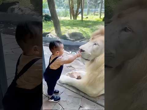 Adorable Child With The Lion King || #cute #cutebaby #wildlife #viralshorts #trending #shorts #fyp