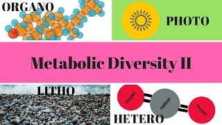 Heterotrophs, Autotrophs, Phototrophs, and Chemotrophs Part 2