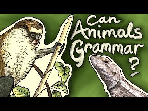 Can animals grammar? – introduction to my animated series