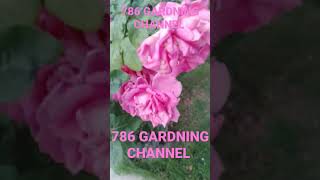 #pinkrose pinkro#viralshorts #viral #great #true #786GARDNINGCHANNEL