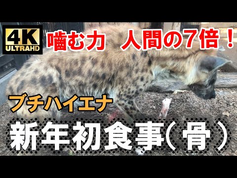 初詣で見た！ブチハイエナ　恐るべし！嚙む力は人間の７倍