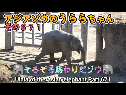 アジアゾウのうららちゃん（６７１）🐘そろそろ終わりだゾウ🐘（東山動植物園）Ulala of the Asian elephant Part 671