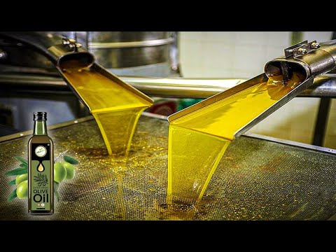 How Olive Oil Is Made | Olive Harvesting and Processing Technology | Olive Oil Making Process