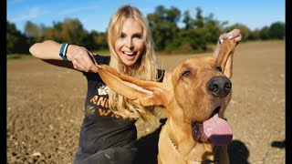 MAN HUNTERS!! - THE BLOODHOUND DOG