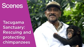 Watch: The man championing chimpanzee conservation in Sierra Leone | Scenes