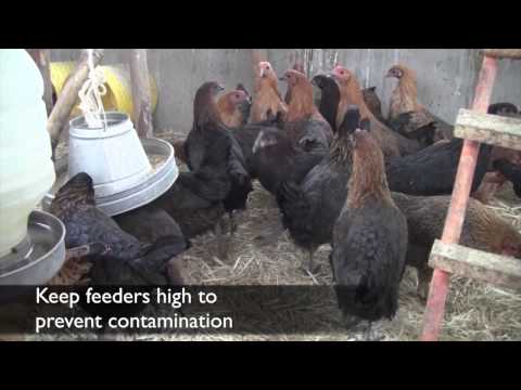 Poultry Disease Prevention