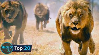 Top 20 Fastest Animals of All Time