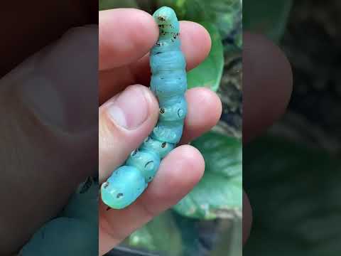 GIANT BLUE CATERPILLAR EATEN BY TOKAY GECKO!