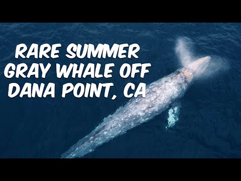 RARE Summer SoCal GRAY WHALE 🐳