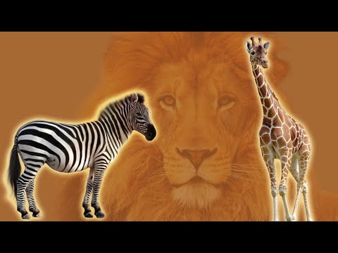 Animals of the Tropical Grassland Biome 🦁 Lion, Elephant, Giraffe, Cheetah, Zebra...