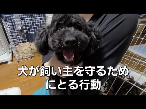 「犬が飼い主を守るためにとる行動の意味とは？」【犬の豆知識】