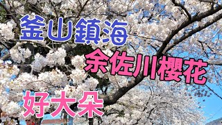 釜山一個人自由行EP14 余佐川櫻並木，雪白櫻花密集好大朵。拍攝日期:2023／03／28