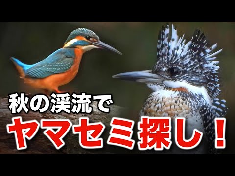 野鳥の最高峰！秋のヤマセミと出会う感動の記録～