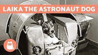 The True Story of LAIKA - the ASTRONAUT DOG 🐶 🚀