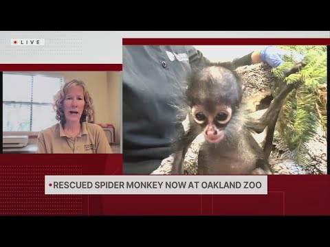 Baby monkey recovering at Oakland Zoo after rescue from DUI driver