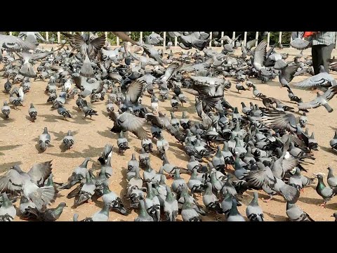 Pigeons Park - Feeding Pigeons in the Park