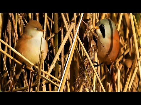 BEARDED REEDLINGS   Tits on Reeds & Grit Tray